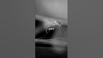 The Secret Behind Spider Silk! 🕸️ #shortsvideo #daily  #spiderman  #spiderweb  #nature  #daily