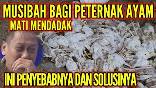 AYAM MATI KARNA SETRES || [PENYEBAB dan SOLUSINYA]