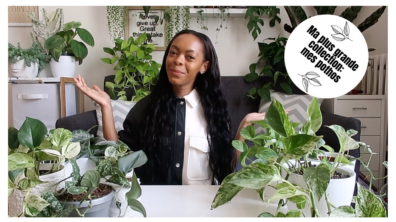 Ma grande collection de pothos: + de 10 variétés!