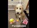 My Dog being a diva 💅💅| @strawberrywaffles5602 | #bernedoodle #puppy #cutedog #capcut
