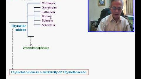How to identify Agarwood-producing trees - Part 5