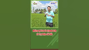 Những lợi ích từ Arigold 620 và Trụ Thép cải tiến trên ruộng lúa #kythuatcanhtaclua