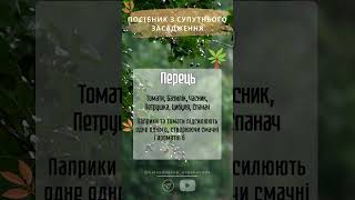 Перець та супутні засадження short #shorts #перець #супутнізасадження