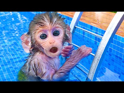 Little Monkey Bon Bon Playing at The Pool With Cute Puppy and Duckling in The Garden - Bon Bon Farm