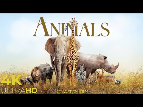 Wild Animals 4K Around The World Relaxation Film By Peaceful Relaxing Music And Video Ultra Hd