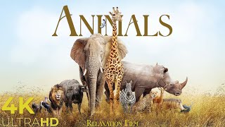Wild Animals 4K Around the World • Relaxation Film by Peaceful Relaxing Music and Video Ultra HD