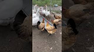 “🐔 Genius Chicken Feeder 😱 | No Waste, No Mess!” #chicken #pets #villagelife