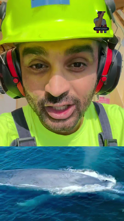 Whale 🐳 🥰 l Biggest Animal l Rehan Ashraf #whales #whale #sea #ocean #foryou