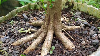 Beginner Bonsai - Bonsai Material Premna Microphylla Cut Root by Ato Craft 646 views 1 year ago 2 minutes, 12 seconds