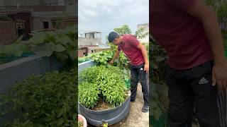 Updates plants In Monsoon#viralshorts #viral #shorts #Homegarden #trending #Urbanfarm