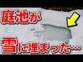 【冬の池 】錦鯉・金魚たちどうなった？屋上池の様子も！