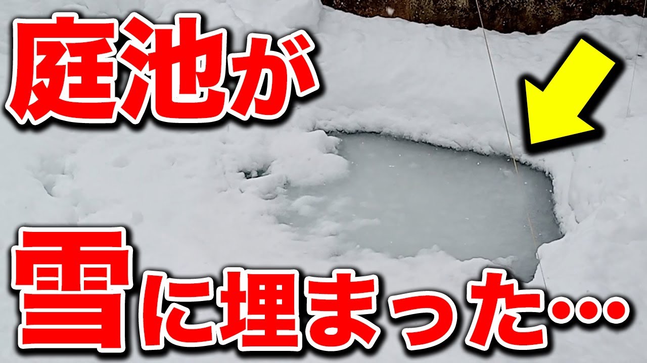 【冬の池 】錦鯉・金魚たちどうなった？屋上池の様子も！
