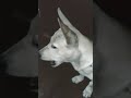 Rocky is funny moments ❣️🤗 . . . .#Rocky #puppies #cute #awosome