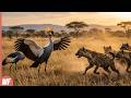 Beauty vs Brutality: Africa’s Deadly Survival — Crowned Cranes &amp; Ruthless Hyenas