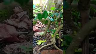budidaya bonsai mirten tehknik merunduk