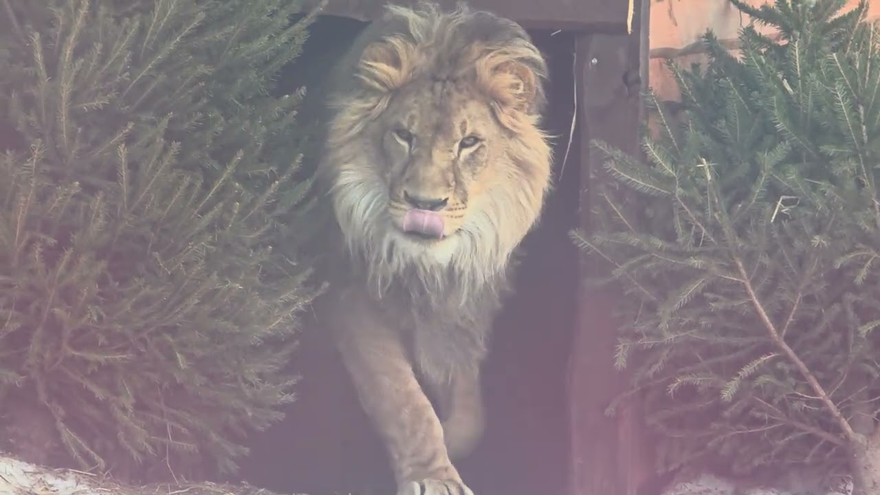 08.03.26г Семейный разборки ШЕРхана и Киары.....на весь зоопарк.....а все так мирно начиналось...