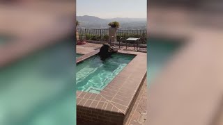 Bear, Amazon deliveryman take dips in separate pools