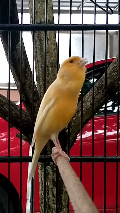 Canary Chirping Training After Molting #canary #kenari #kenarigacor #kenaripaud #pancingankenari