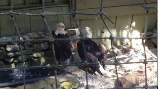 Bald eagles at Dollywood
