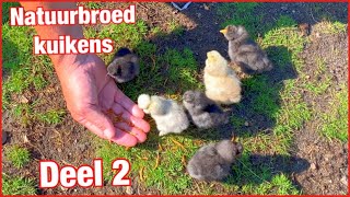 Deel 2 : Zijdehoen natuurbroed kuikens