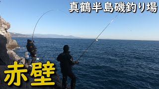 真鶴半島磯釣り場 赤壁 真鶴港 渡船 メジナ釣り グレ釣り クロ釣り MANCING MANIA JAPAN