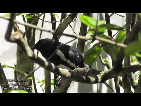 The Splendor Of Nature With Birds, & Lakes