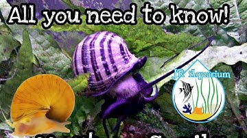 Mystery Snails Care!  All info that you most know before you go and buy a snail. JR Aquarium #snail
