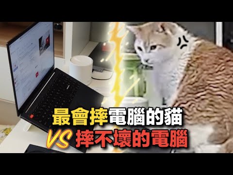 【最會摔電腦的貓VS摔不壞的電腦】志銘與狸貓