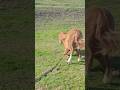 The little foal 🐴 has a sore leg / У небольшого жеребёнка 🐎 заболела ножка #foal #horse #foals