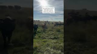 The Role Of Cattle Egrets