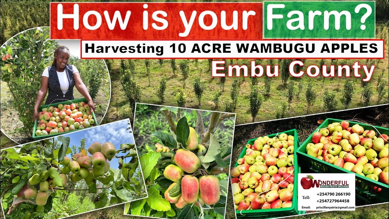 harvesting wambugu apples in 10acre piece of land+254790266190