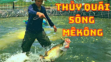 (P2) Trói Cá Chẽm khổng lồ Thủy Quái sông Mê Kông bằng dây trói Bò
