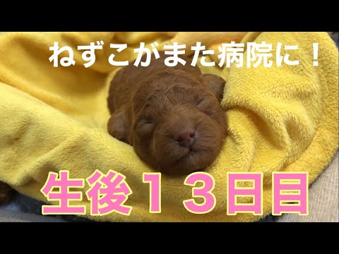 出産後１３日目　ねずこ尻尾をきる❗️