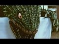 【怪獣】ぬるぬる体液のキングゲスラをマッサージ　[ King Gesura / kaijyu massage ]