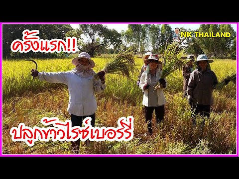 ปลูกข้าวไรซ์เบอร์รี่ อินทรีย์ ครั้งแรก!!