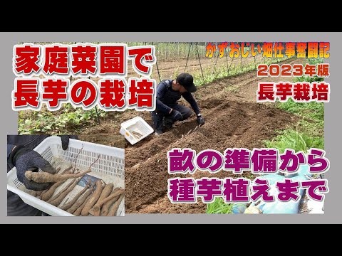 Growing Nagaimo in a Home Garden (How to Plant Seed Potatoes