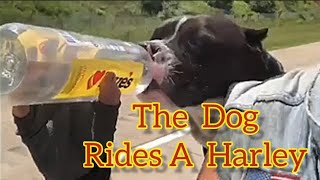 This Dog Rides a Harley Road glide