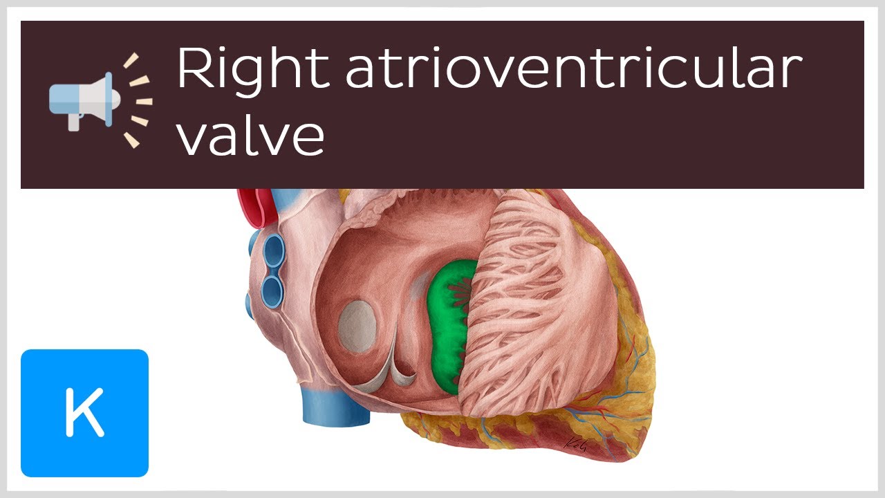 Right atrioventricular valve Anatomical Terms Pronunciation by Kenhub