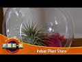 Indoor Plant Store Virtual Field Trip KidVision Pre K 