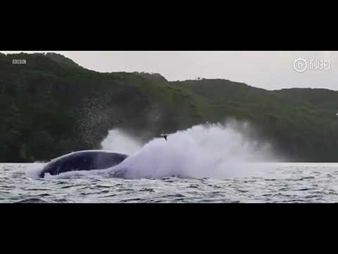 BBC - 七大洲 一个家