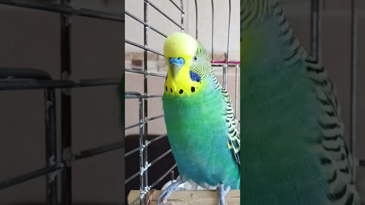 Muhabbet Kuşu Sesi, Muhabbet Kuşu Çağırma Sesi, Kaçan Kuşunuza dinletin mutlu olsun