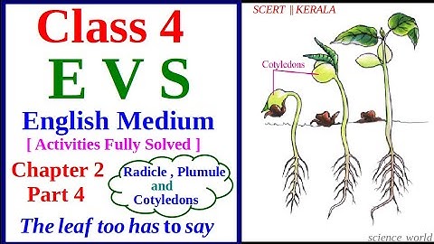 EVS Class 4 | English medium / Chapter 2 /Part 4/The Leaf too has to say/science world/scert Kerala