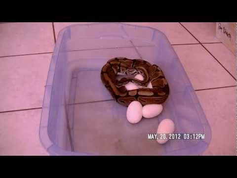 Ball Python Eggs Clutch #2