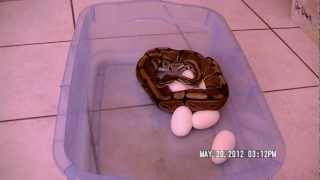 Ball Python Eggs Clutch #2