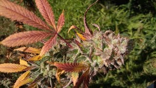 Skunk Beard Ocean Grown Genetics Week 9 Harvest