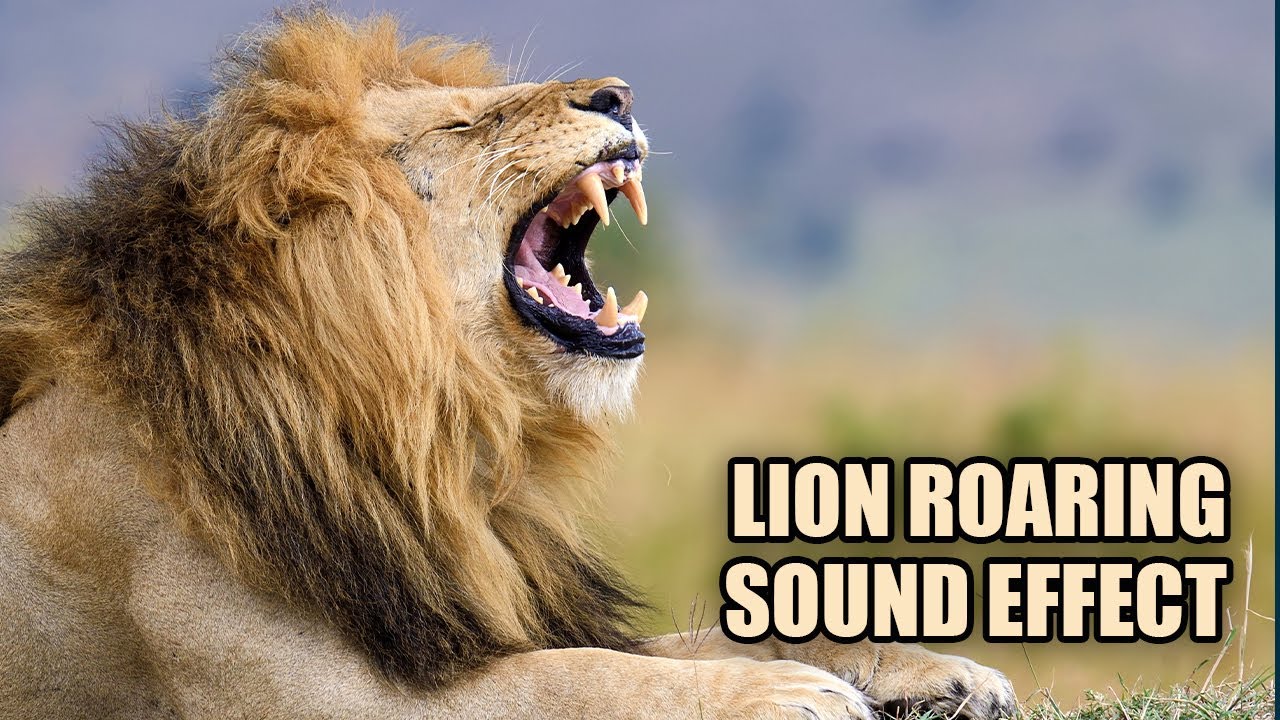 Lion Sound Effects 🦁 Lion Roaring Sounds 