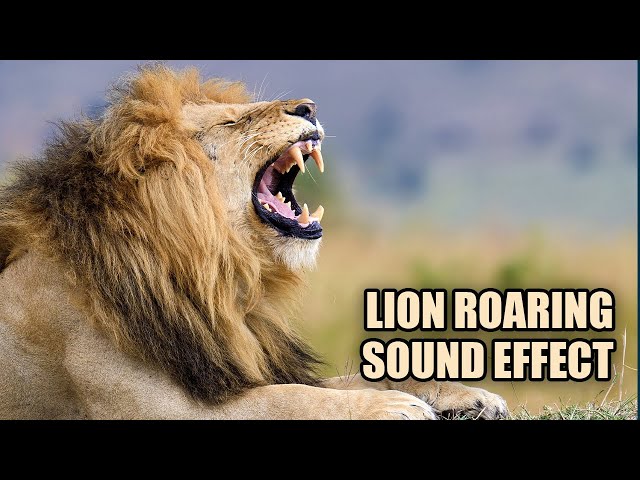 How A #Lion #Roars - Sound Effect - #Animation #LionVideo #forKids