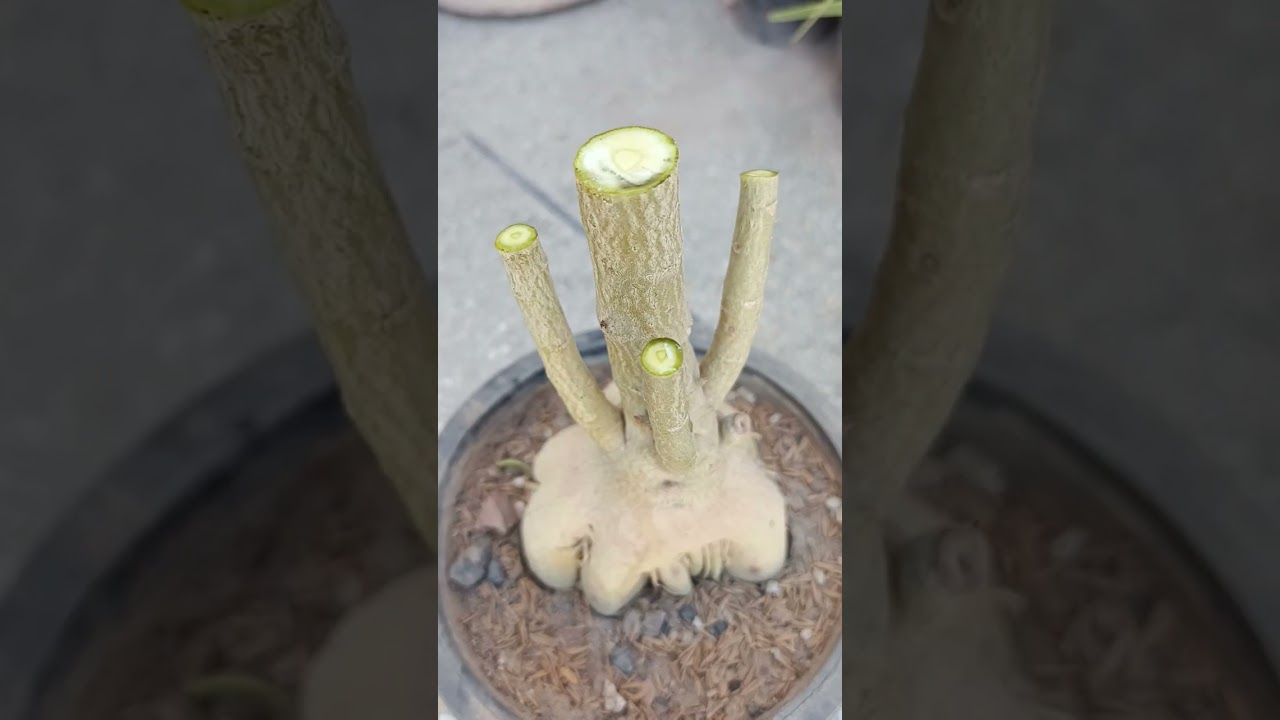 @adenium hard pruning