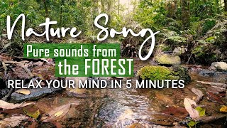 Nature Song | Relax Your Mind | VIHARA PLUS