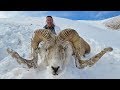 Hume Argali hunt in Kyrgyzstan with ProfiHunt 2019